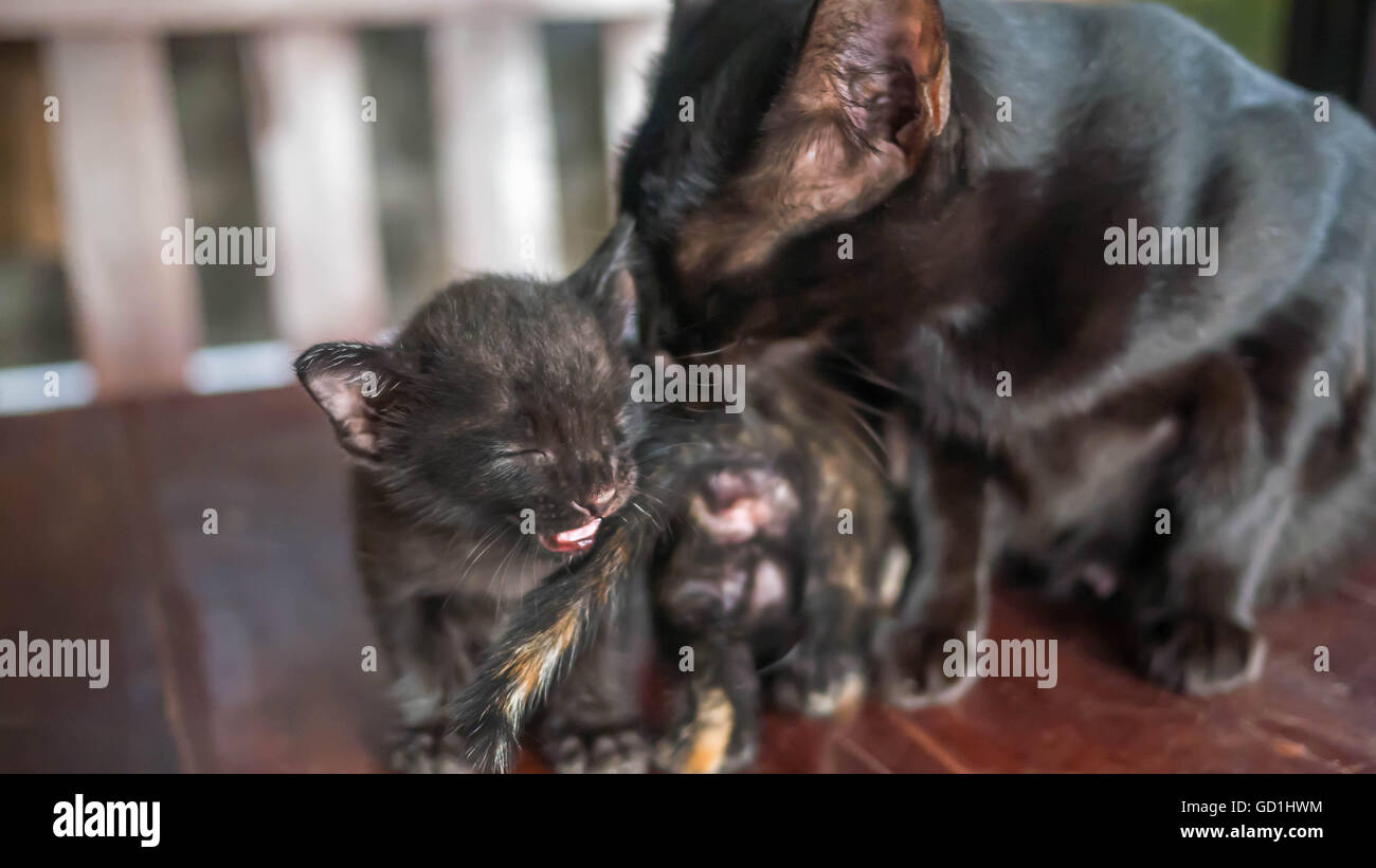 mom-cat is licking her black kitten , selective focus Stock Photo