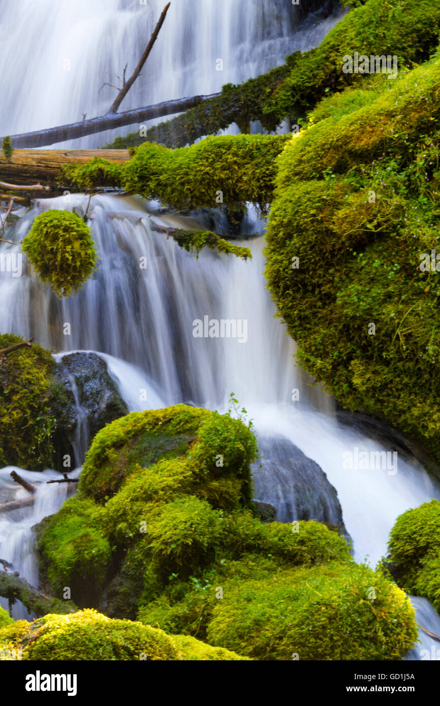 Natural, fallen log across the silky waterfall and mossy rocks of Clearwater Falls in Oregon on Umpqua Scenic Byway. Stock Photo