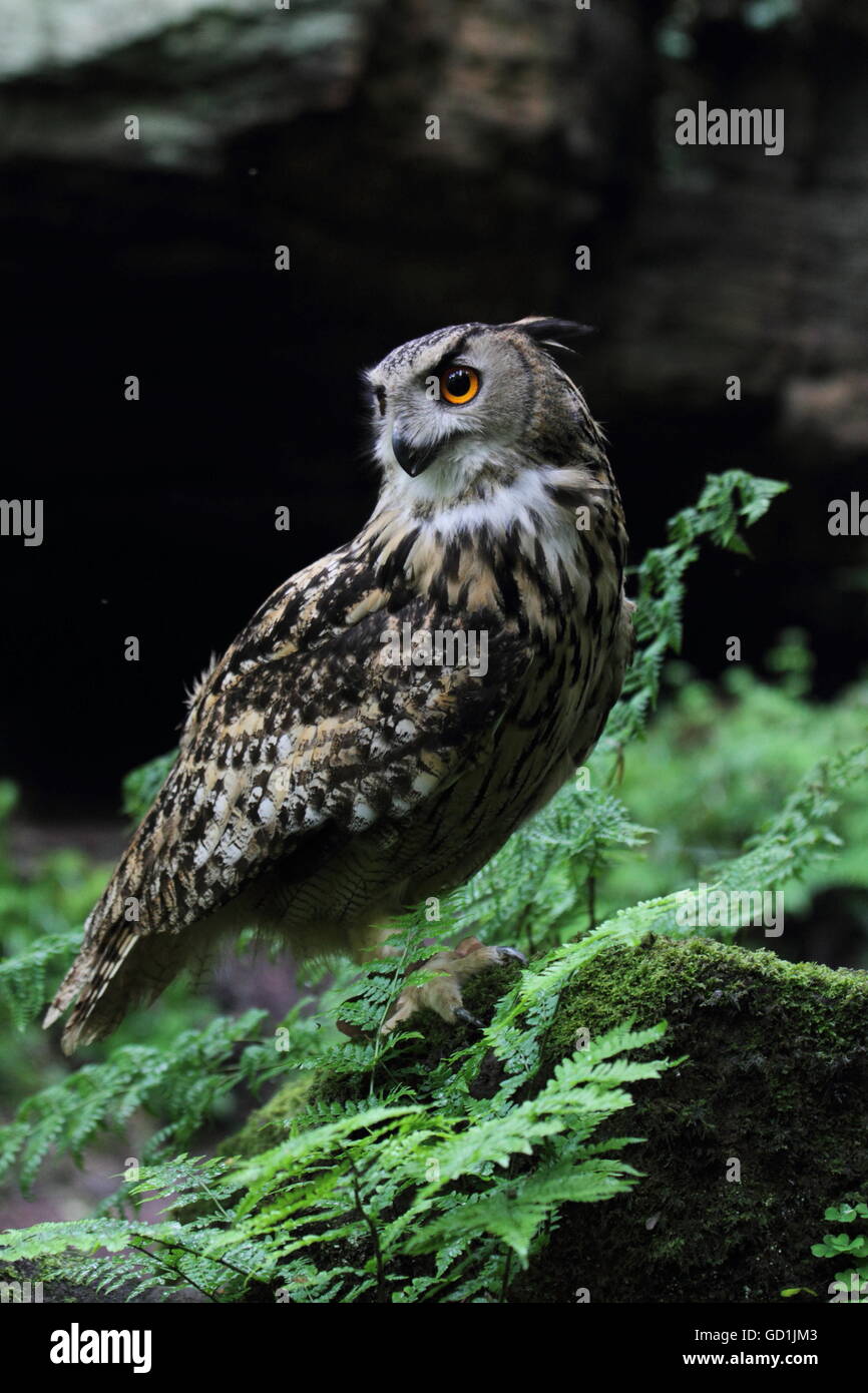 Eagle Owl (Bubo bubo) Stock Photo