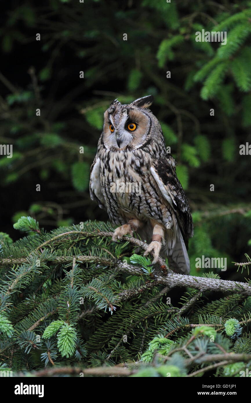 Long Eared Owl Stock Photo