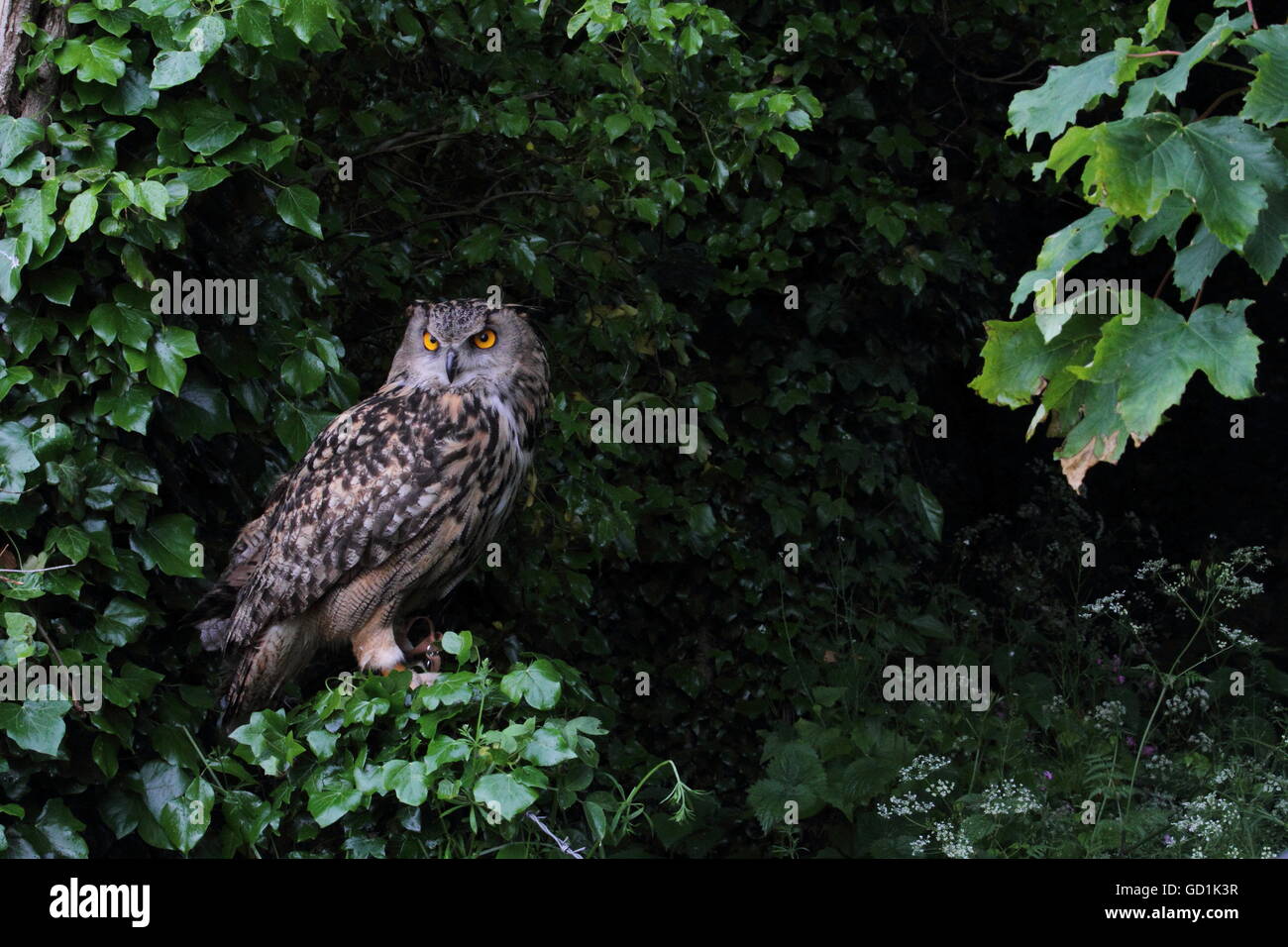 Eagle Owl (Bubo bubo) Stock Photo