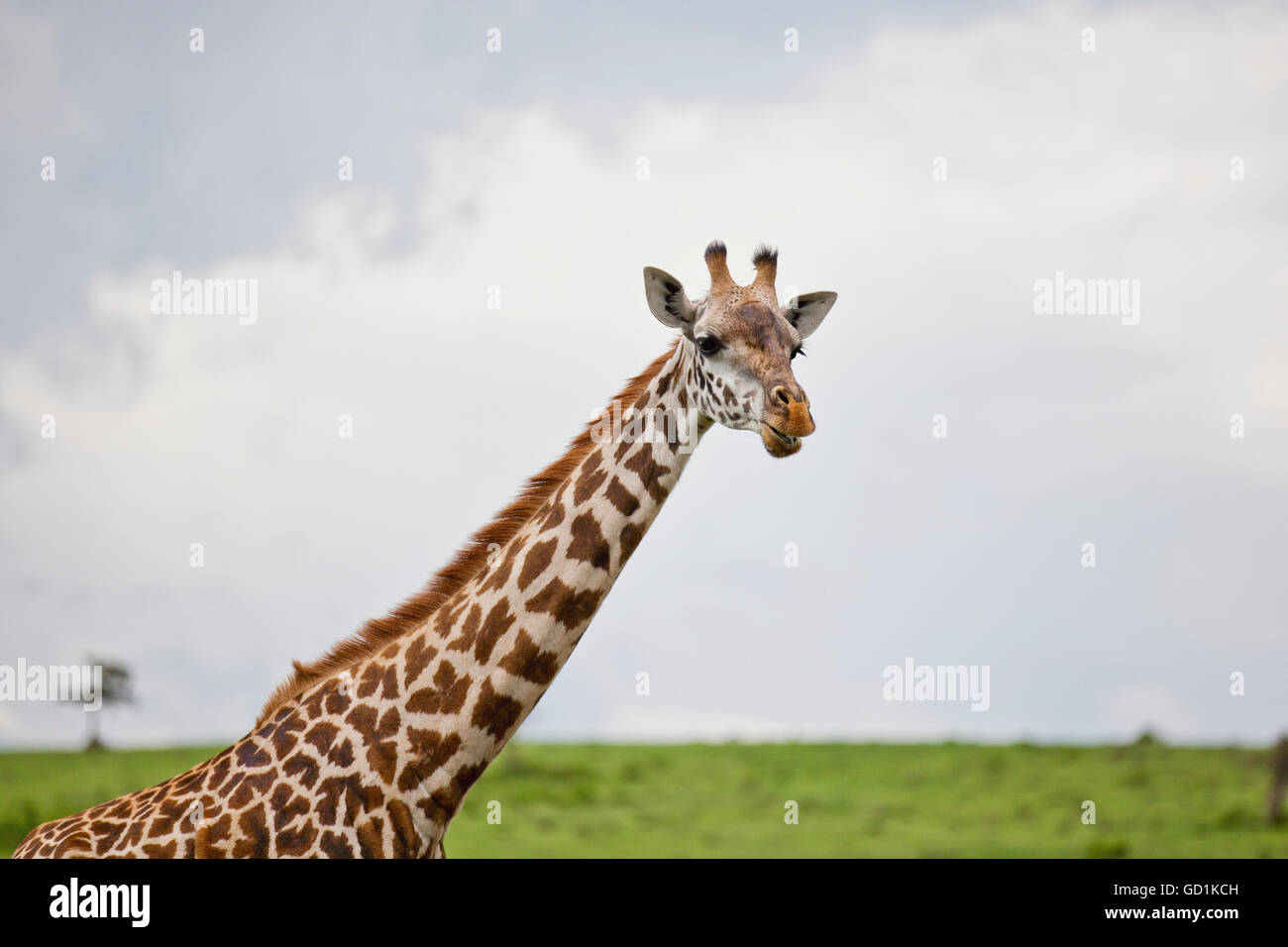 A giraffe (Giraffa camelopardalis) on Crescent Island on Lake Naivasha; Naivasha, Kenya Stock Photo