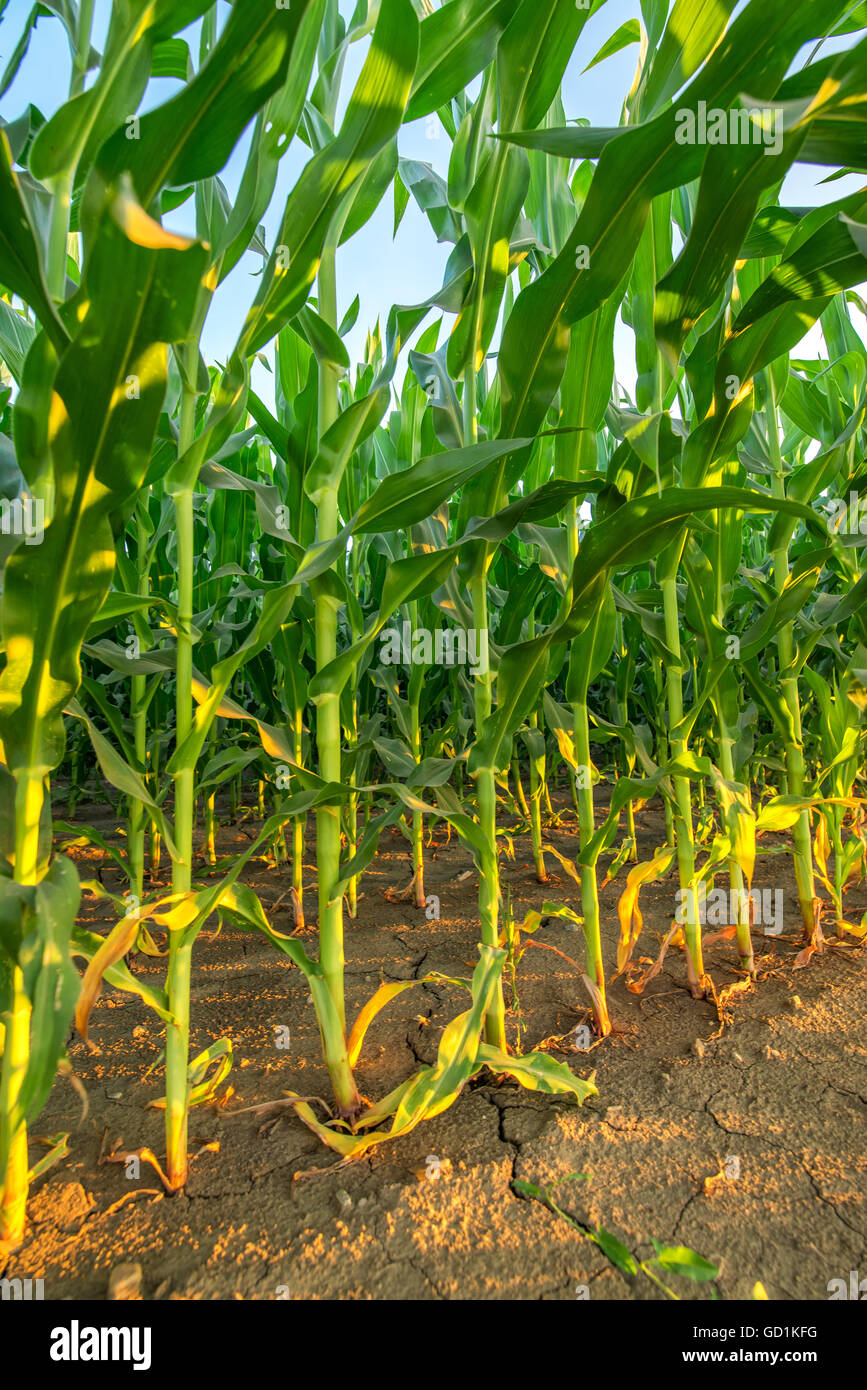 Corn crop plant stalks in clean cultivated agricultural field without weed Stock Photo