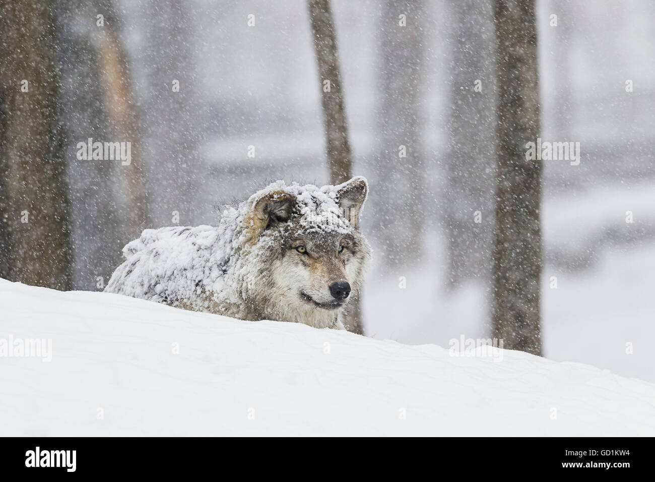 Grey wolf (Canis lupus) during a snow storm; Montebello, Quebec, Canada