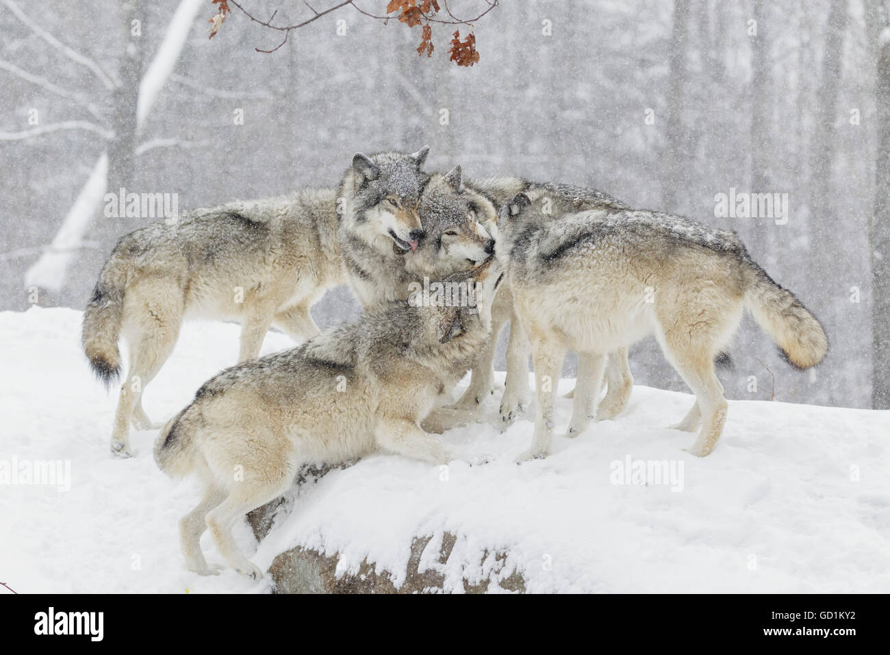 Wolf pack (Canis lupus) having some fun time together in the snow