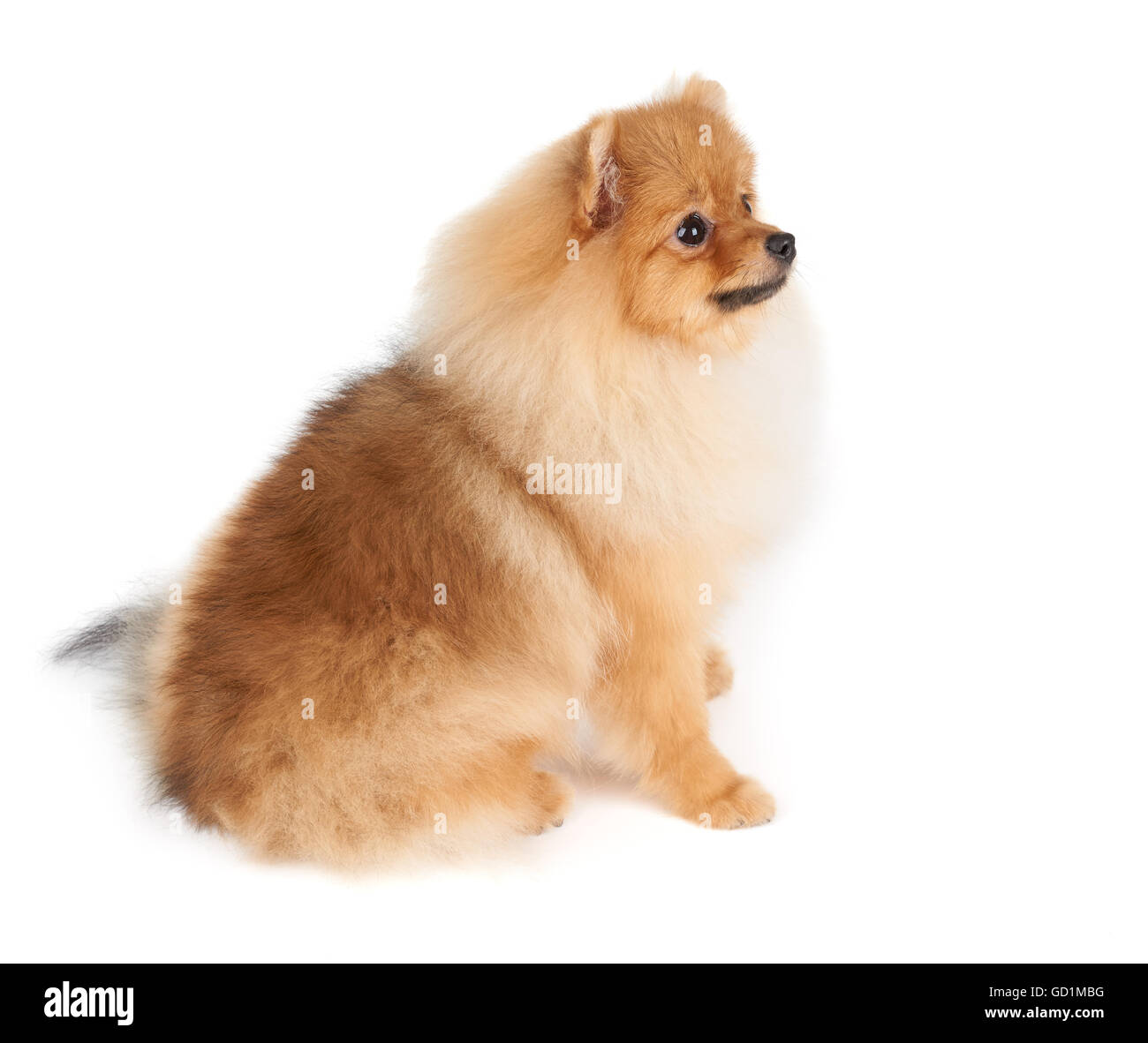 Beautiful Pomeranian dog sits on isolated white background Stock Photo