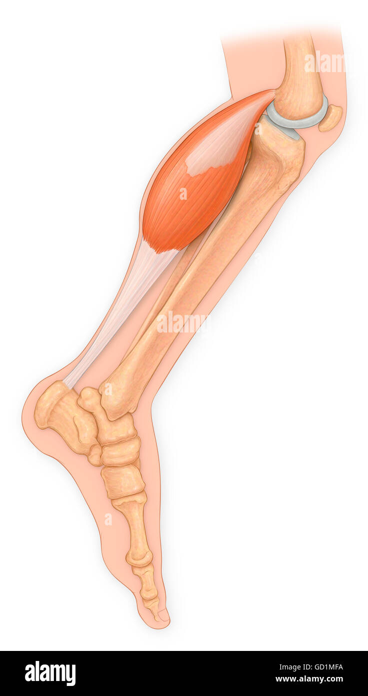 Medical view of leg bones with achilles tendon and gastrocnemius muscle Stock Photo