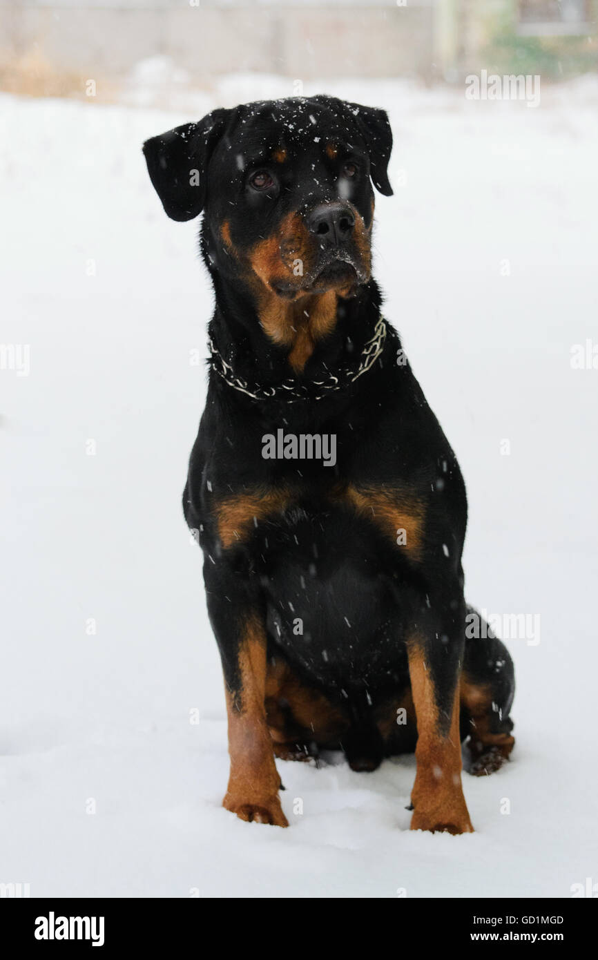 Rottweiler single master