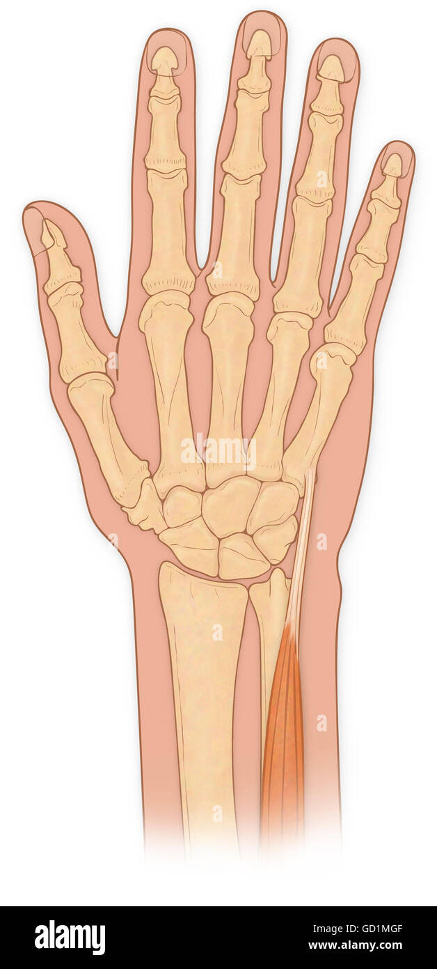 Normal anterior view normal hand bones with extensor carpi ulnaris muscle Stock Photo