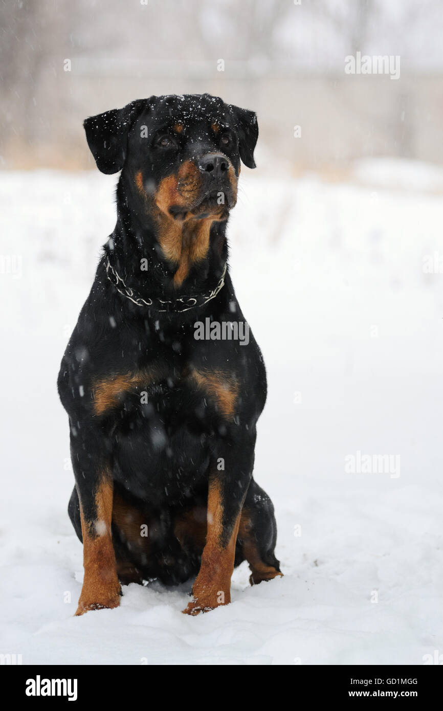Are Rottweilers Tolerant To Snow