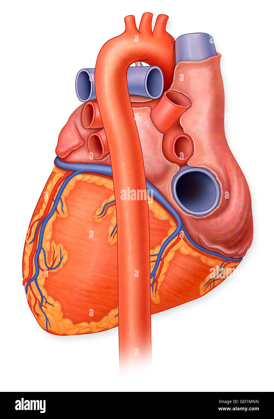 Posterior view of a normal heart and it's arteries Stock Photo
