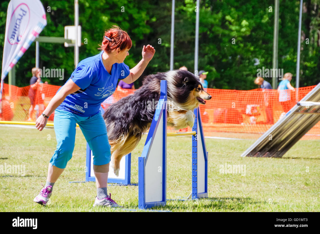 Collie jumping over an obstacle during agility competition in Uulu, Estonia, June 2016 Stock Photo
