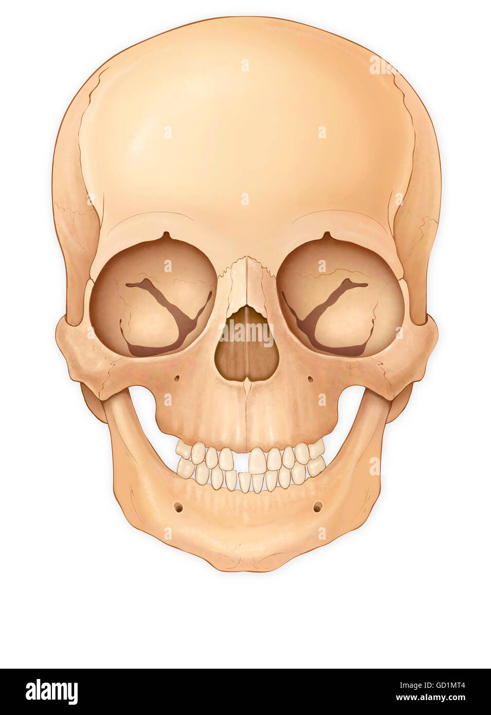 Normal front view of a child's skull Stock Photo