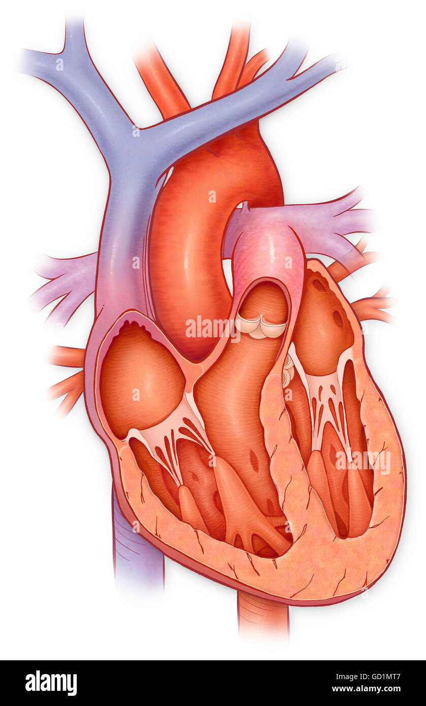 Cross section of a normal heart Stock Photo