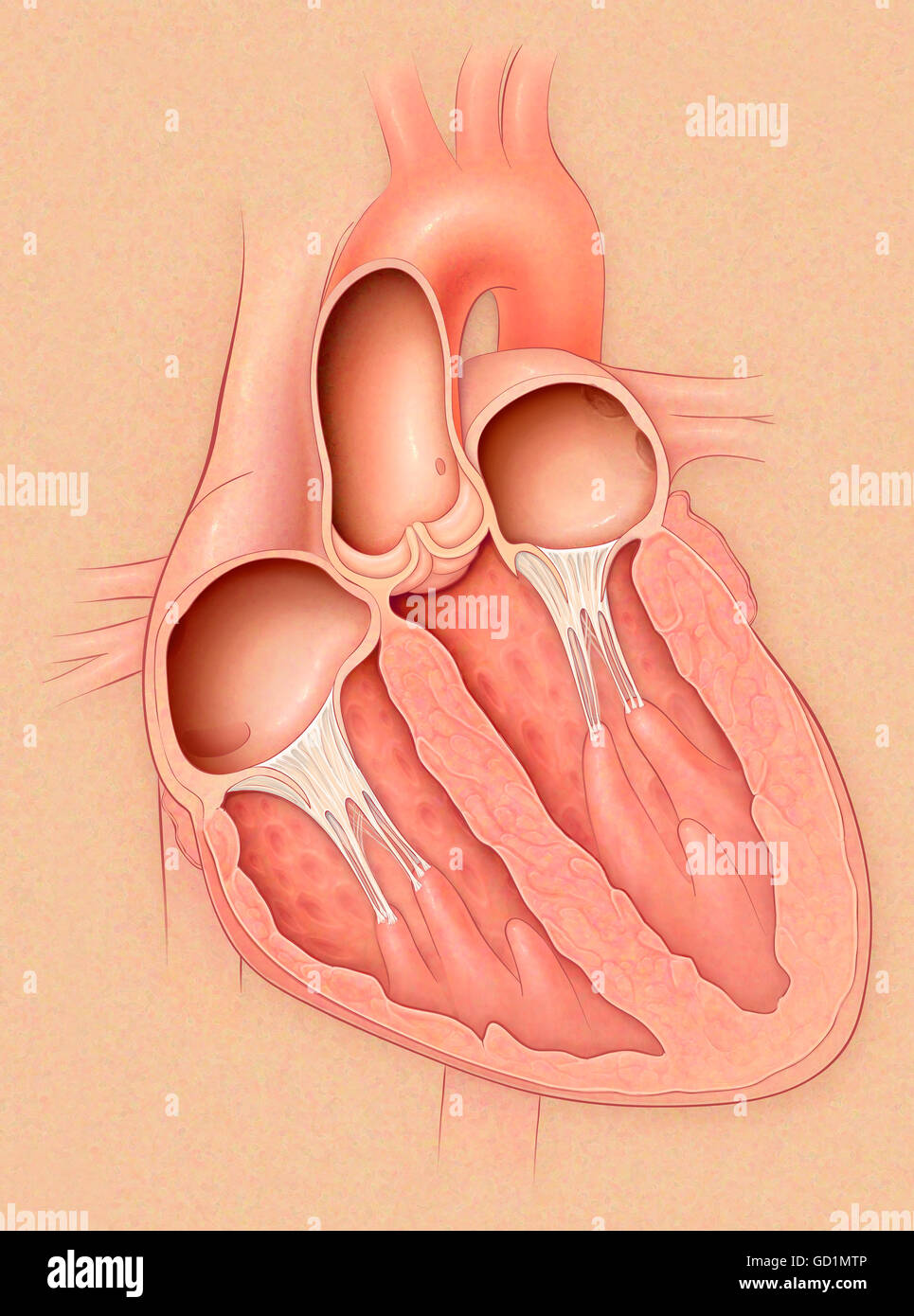 Normal heart in cross section showing the right and left atriums and ventricles Stock Photo