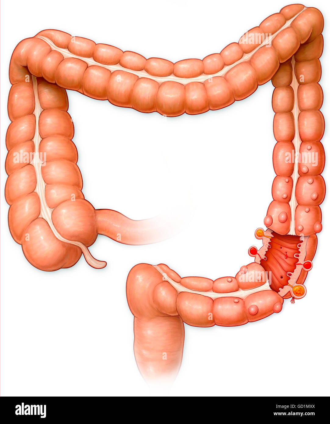 Large intestine Stock Photo