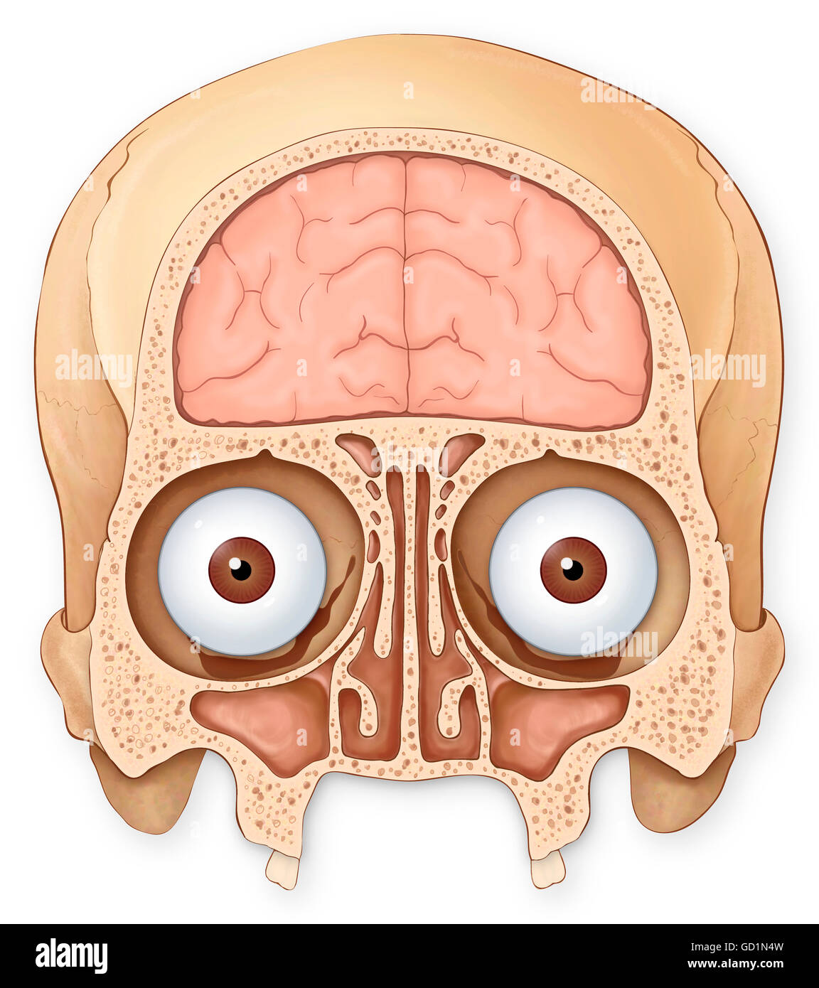 Normal coronal section of the skull and brain showing the coronal sinuses, frontal lobe of the brain, eyes and eye sockets Stock Photo
