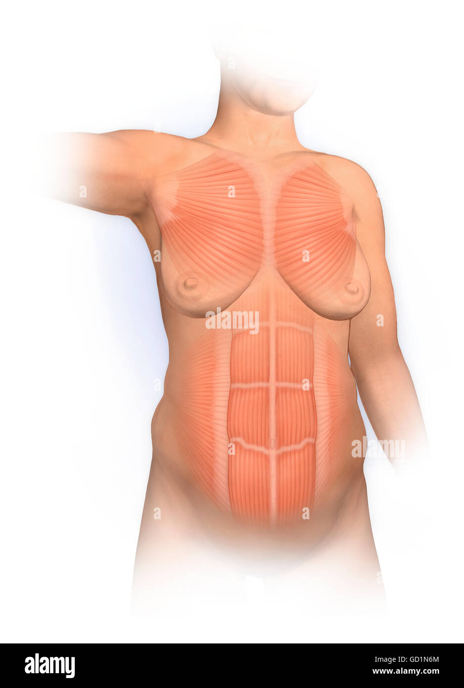 Image of waist, muscles, female - 41801352 