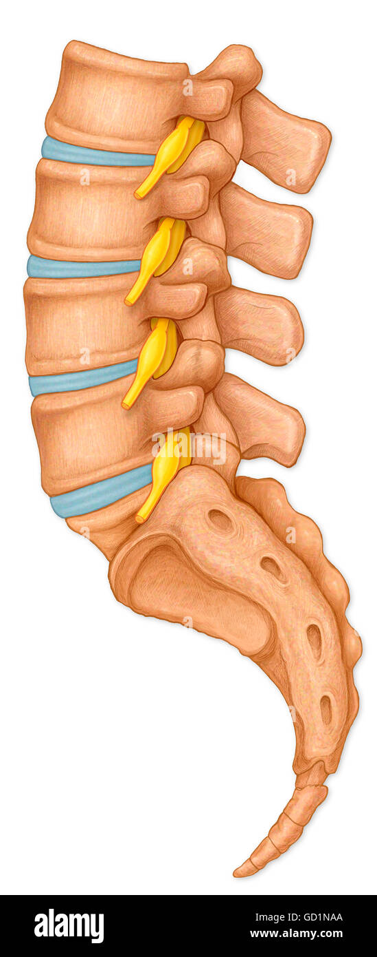 Normal lateral view of the lumbar vertebrae showing spinal nerve roots Stock Photo