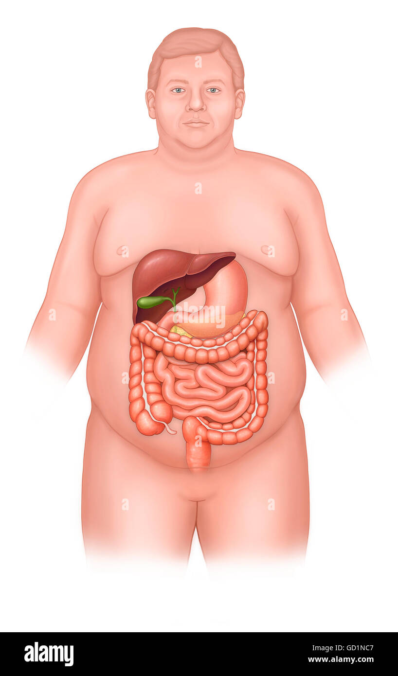 Man with normal abdominal anatomy, stomach, liver, pancreas, bile duct, gall bladder, small instestine, large intestine, stomach, rectum Stock Photo