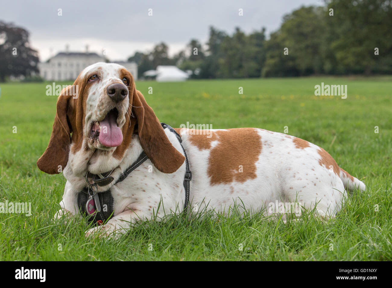 Basset Hound resting on a lawn in front of a large country house Stock Photo
