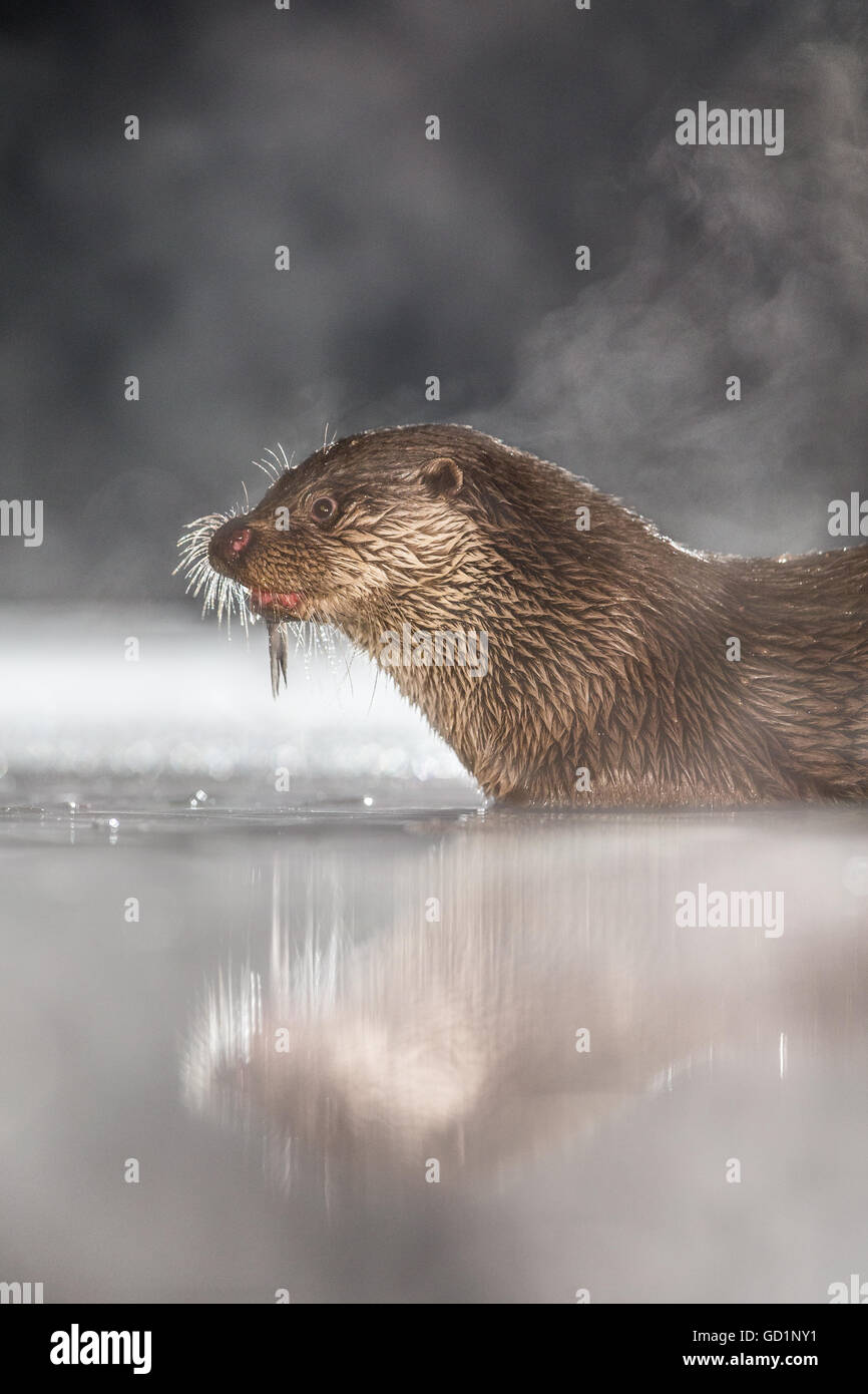 European Otter (Lutra lutra) feeding on a freshly caught fish in an icy marsh at night Stock Photo