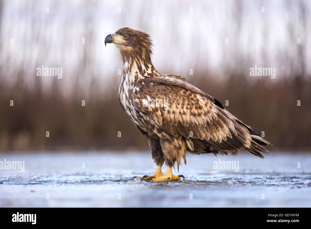 Juvenile White-tailed Eagle (Haliaeetus albicilla) standing on ice in a frozen marsh Stock Photo