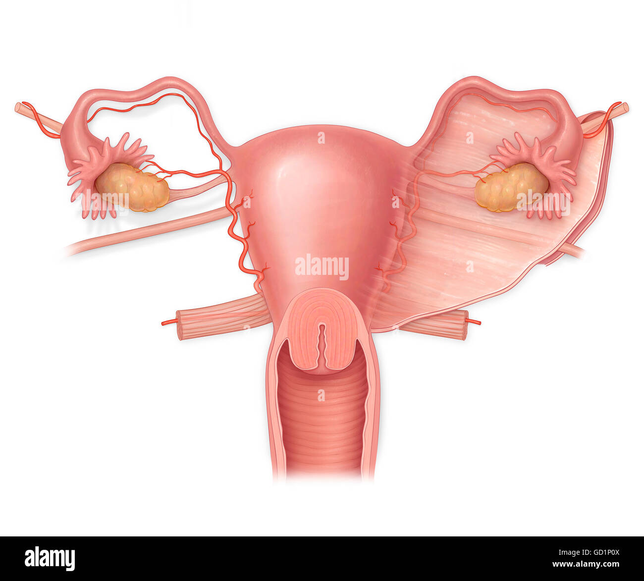 Anterior view of a normal uterus with ovaries, fallopian tubes, and  broad ligament Stock Photo