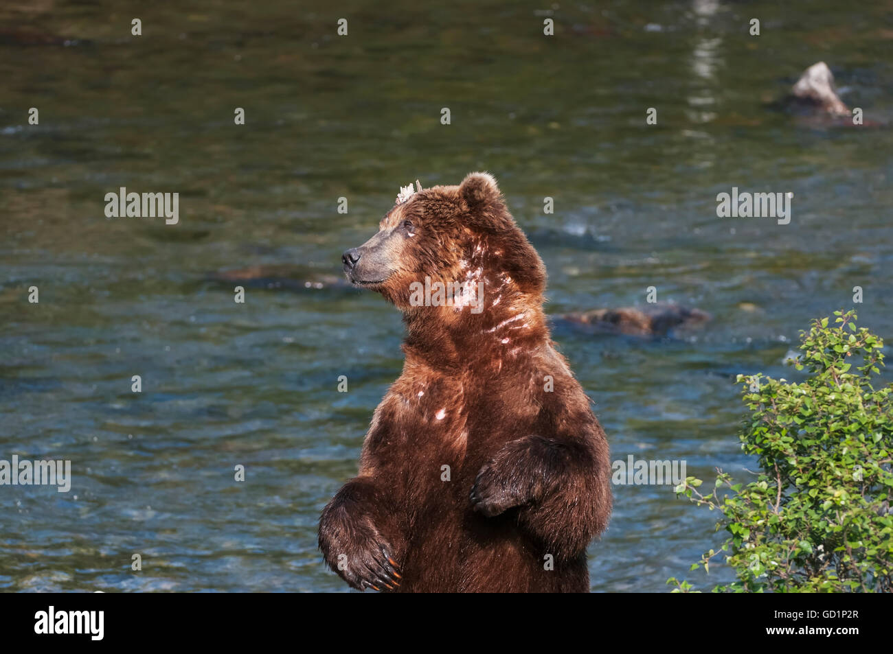 A scarred brown bear stands to scratch his back alongside Brooks River, Southwest Alaska, summer Stock Photo