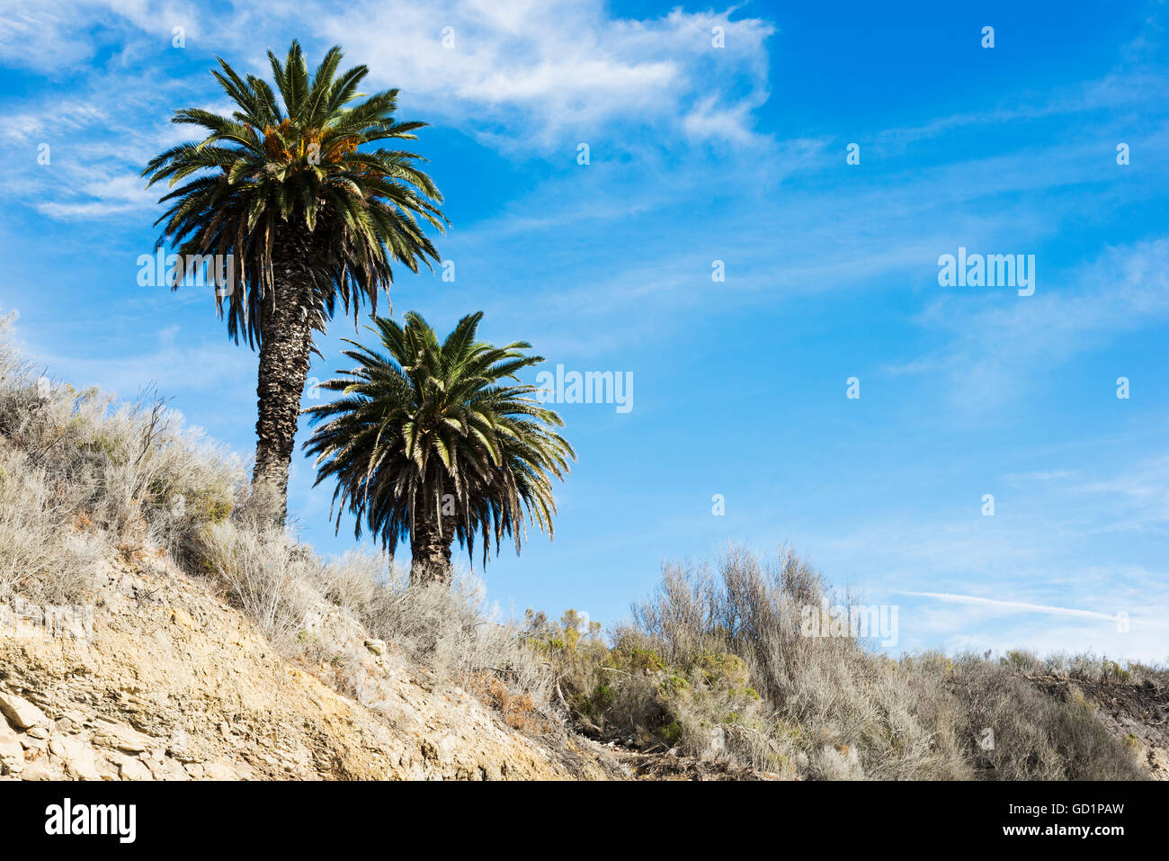 Beach cliffs with palm trees, near Santa Barbara; California, United States of America Stock Photo