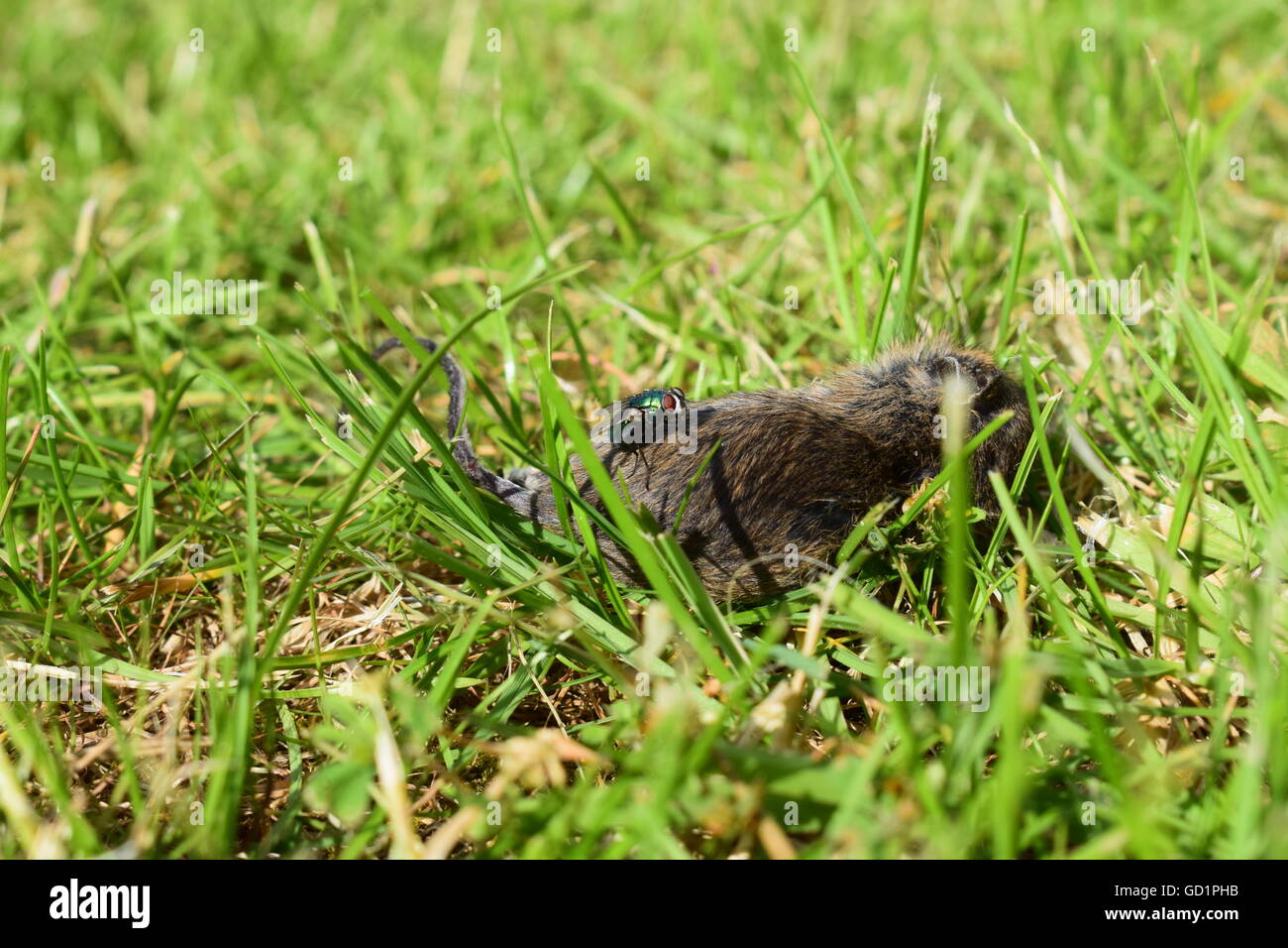 Dead mouse on grass hires stock photography and images Alamy