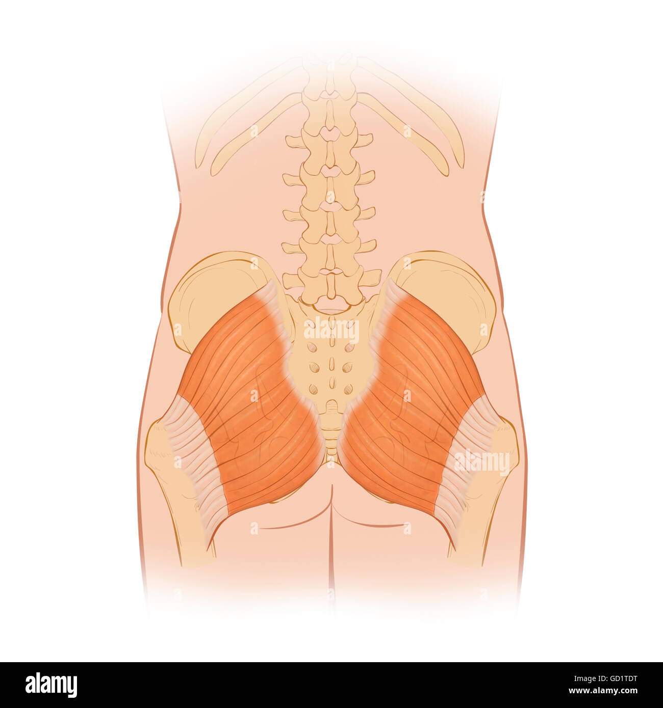 Normal posterior view of the hip bones and gluteus maximus muscle including the lumbar vertebra Stock Photo