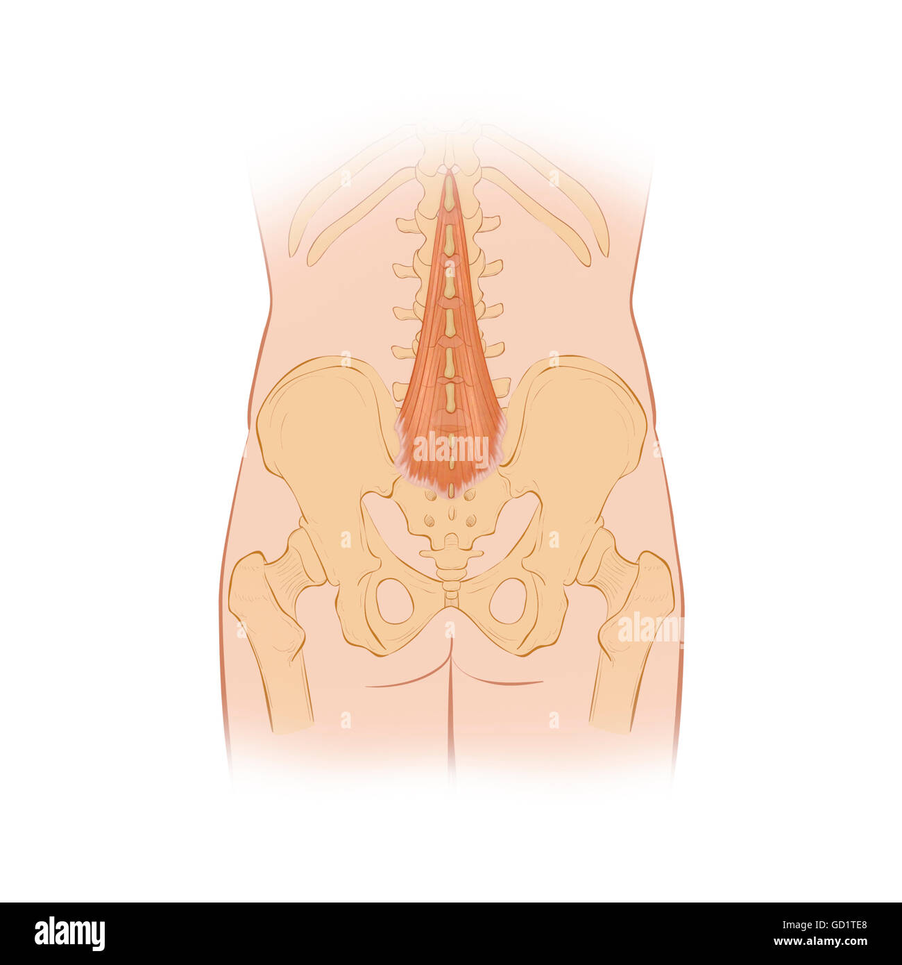 Normal posterior view of the back highlighting the multifidus muscle Stock Photo