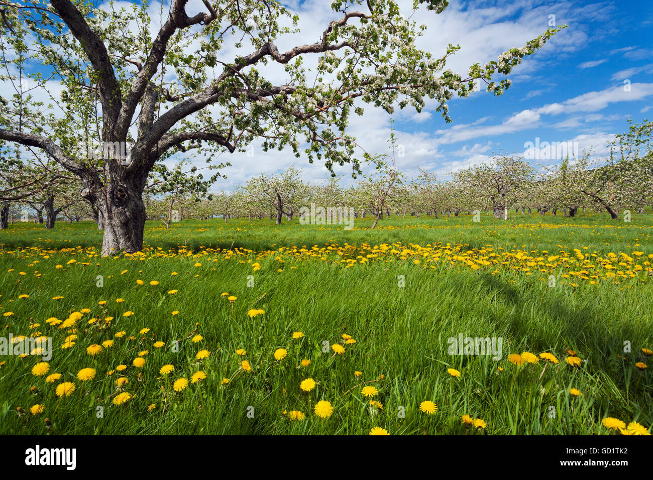 Apple blossom field in spring in the Monteregie region; Quebec, Canada Stock Photo