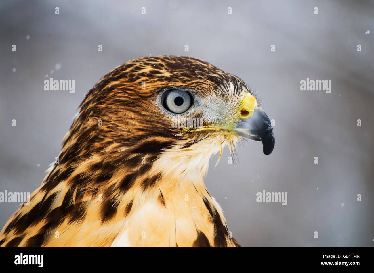 Red-tailed Hawk (Buteo jamaicensis), Ecomuseum; Ste-Anne-de-Bellevue, Quebec, Canada Stock Photo
