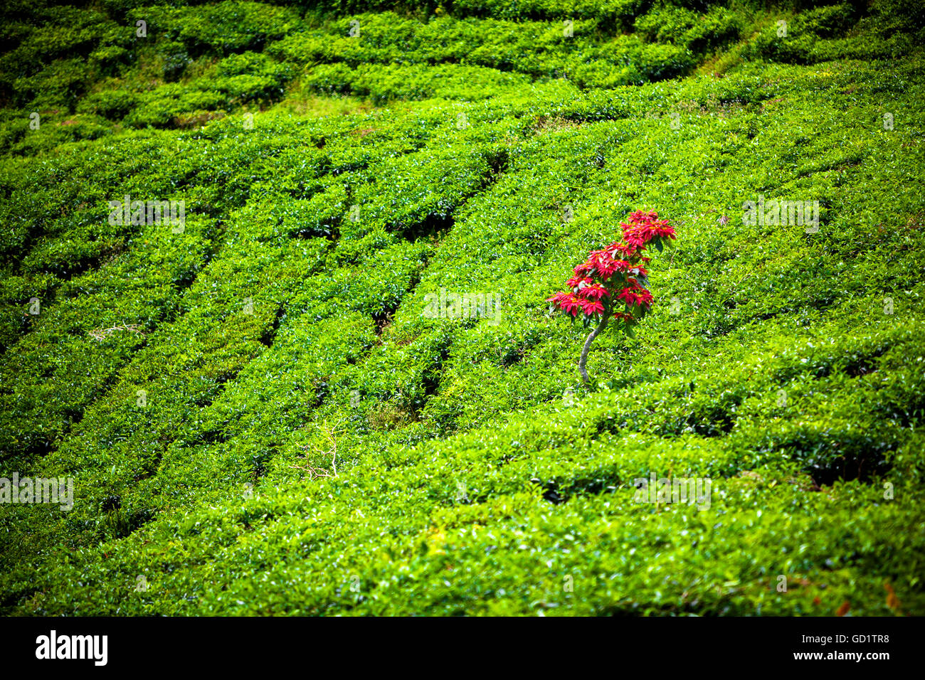 Sumatra Tea A lone poinsettia plant stands above the green tea leaves of a Sumatran ...