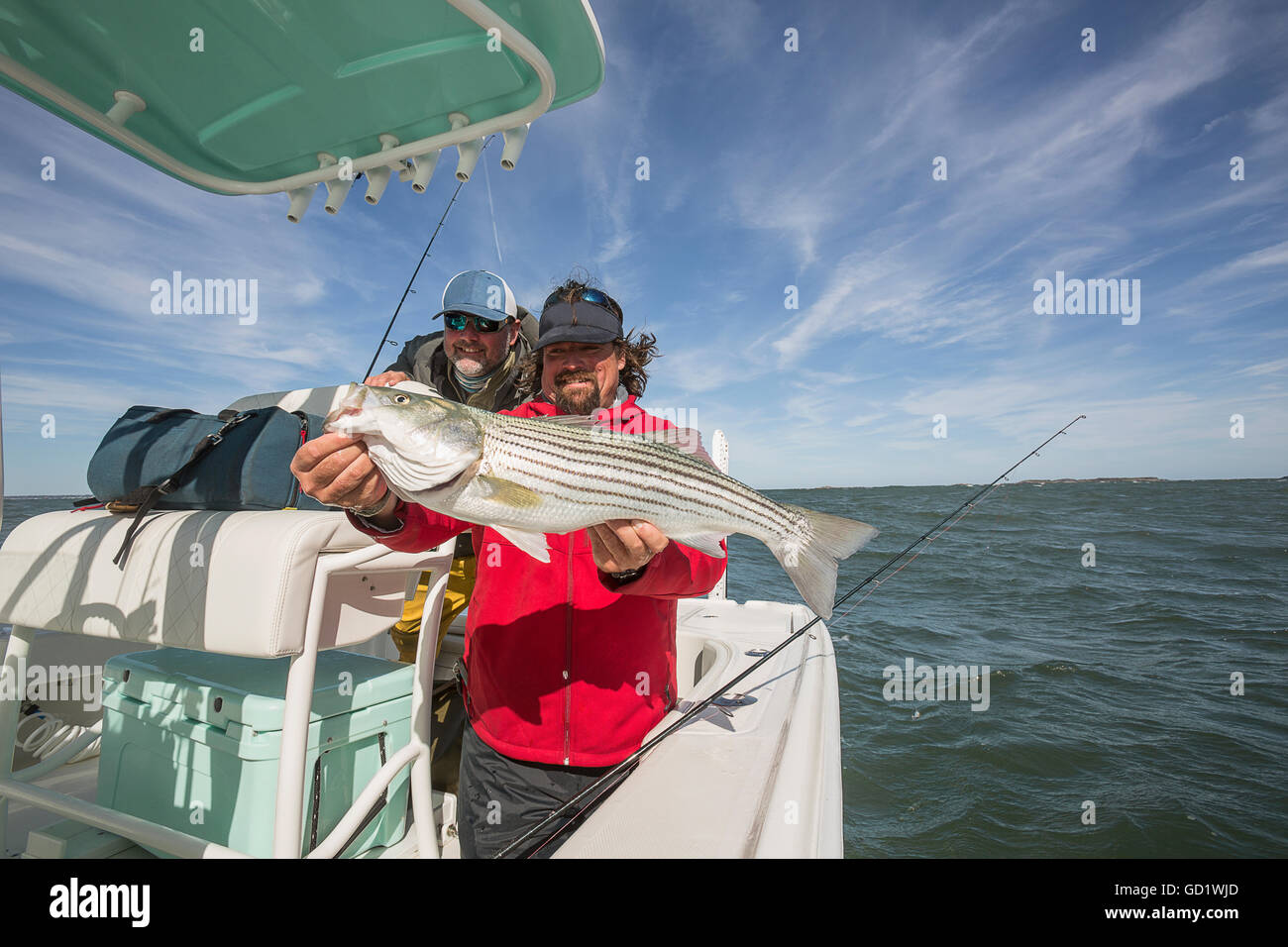 Atlantic striped bass hi-res stock photography and images - Alamy