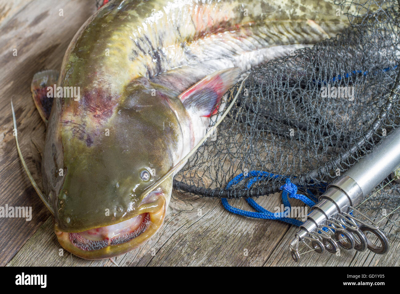 Bottom feeder fish hi-res stock photography and images - Page 2 - Alamy