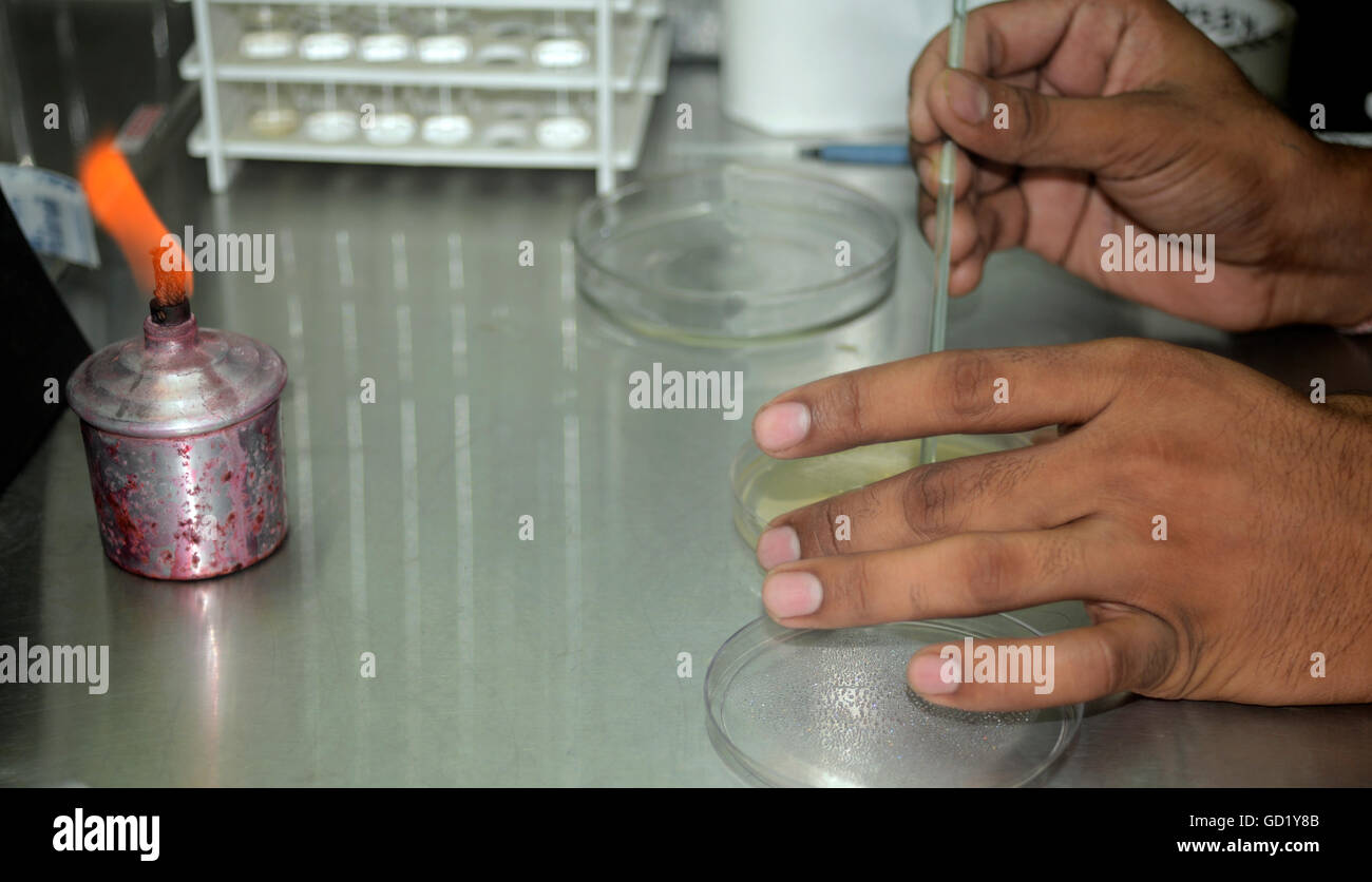 scientist examining cultures in petri dishes Stock Photo
