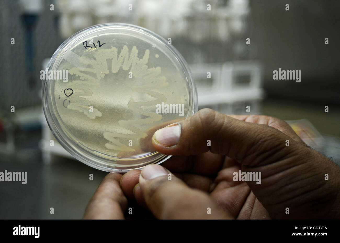 Microbiology plate hires stock photography and images Alamy