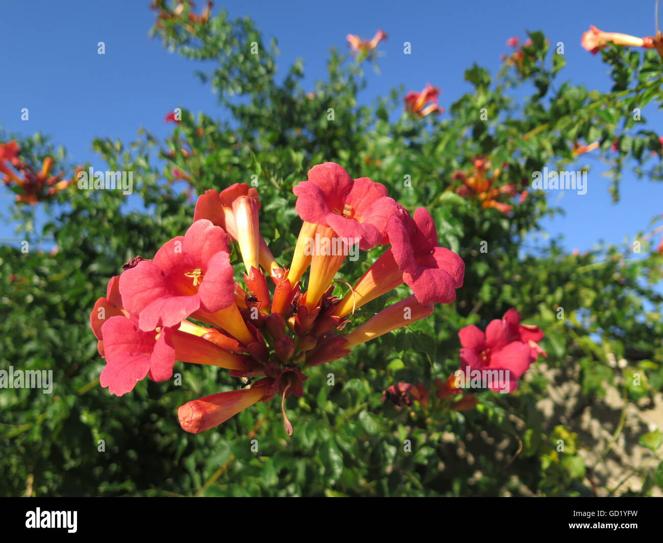 Trumpet creeper, Campsis radicans, flowering in a Spanish garden Stock Photo