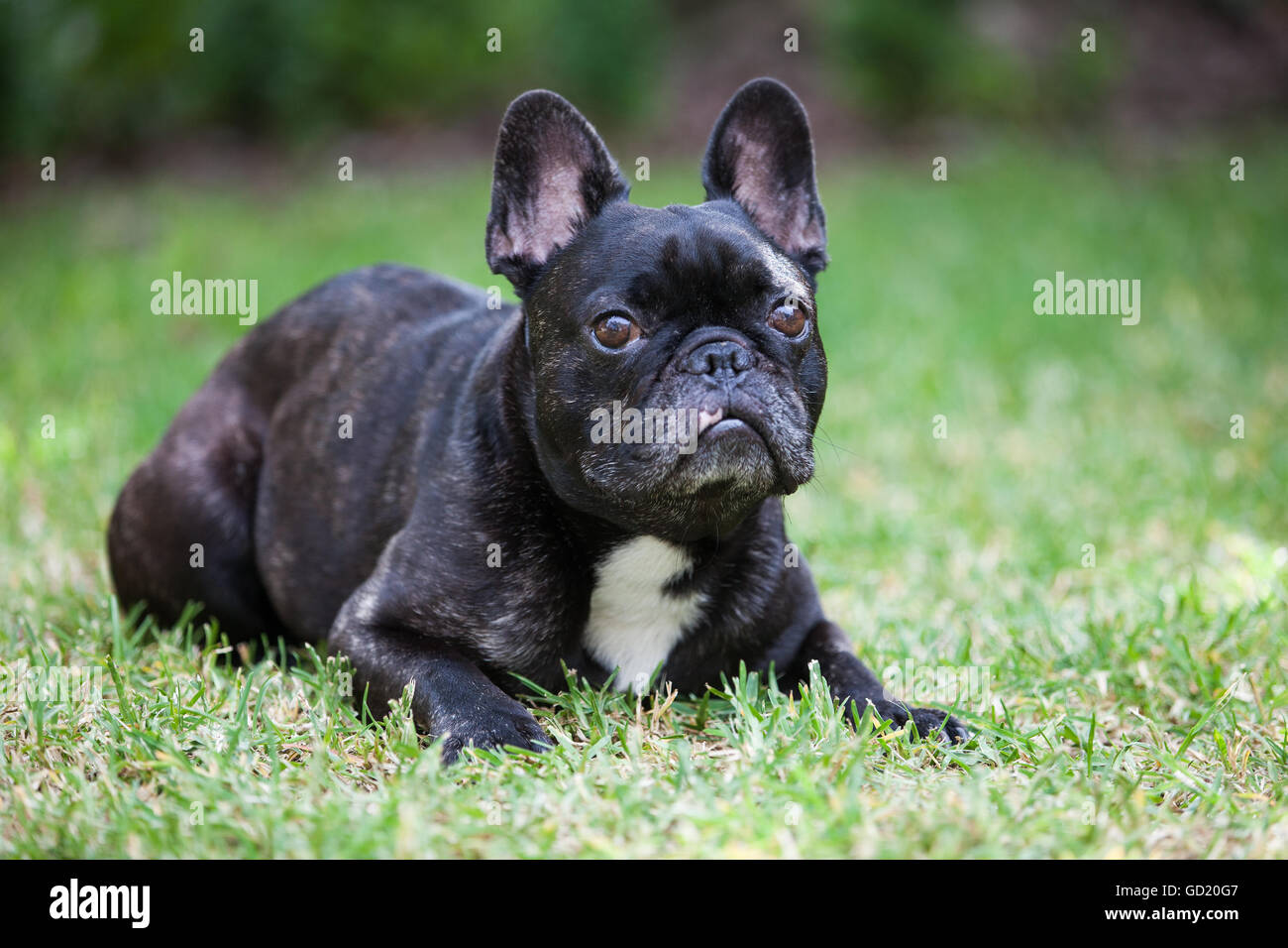 French Bulldog, also known as a 'Frenchie' Stock Photo