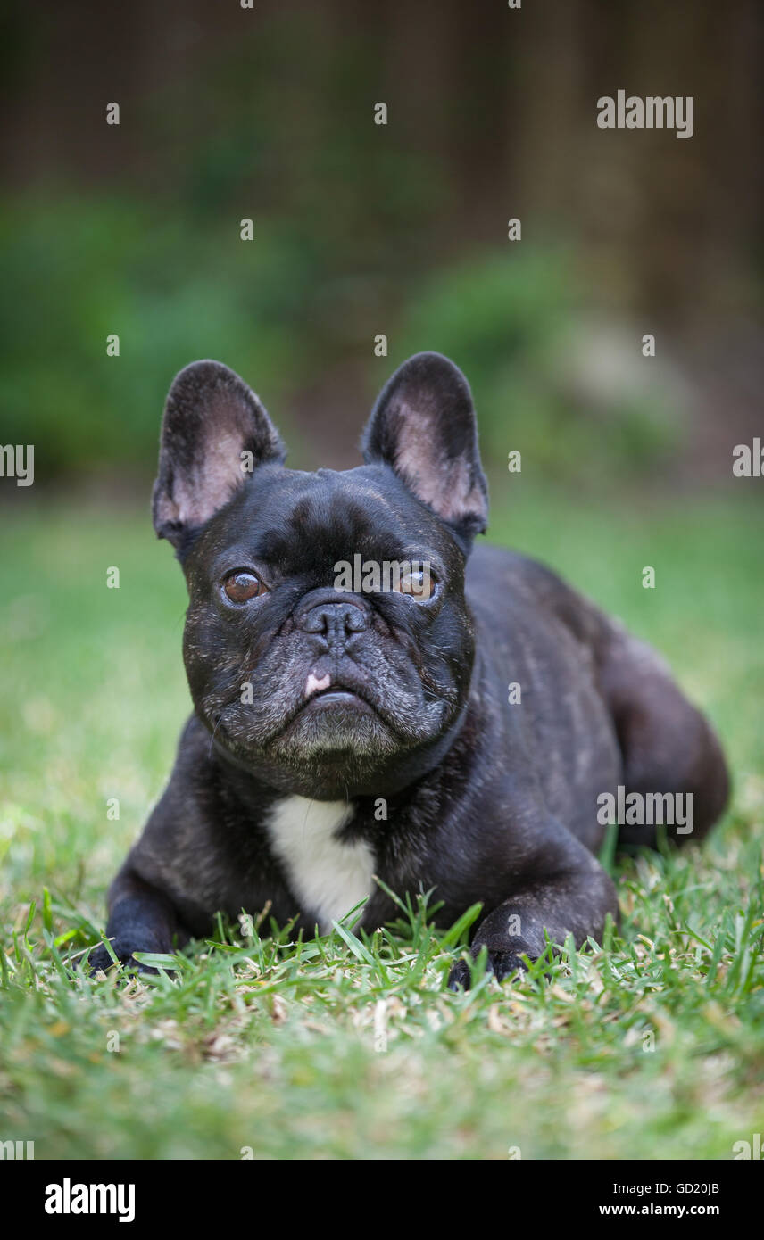 French Bulldog, also known as a 'Frenchie' Stock Photo