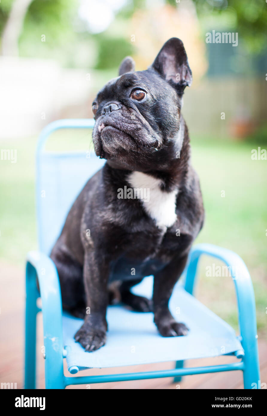 French Bulldog or a 'Frenchie' Stock Photo