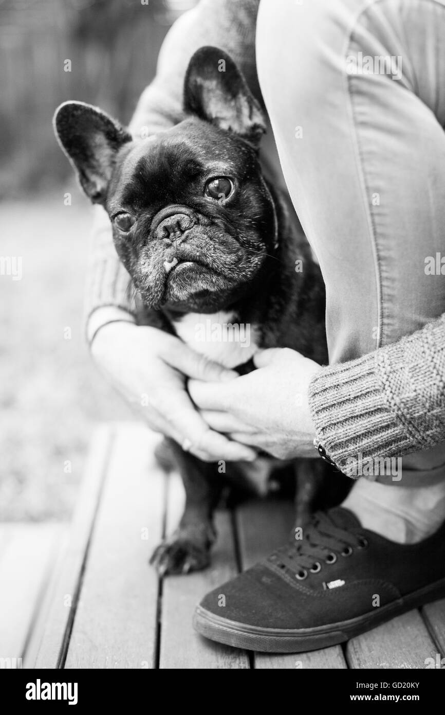 French Bulldog or a 'Frenchie' Stock Photo