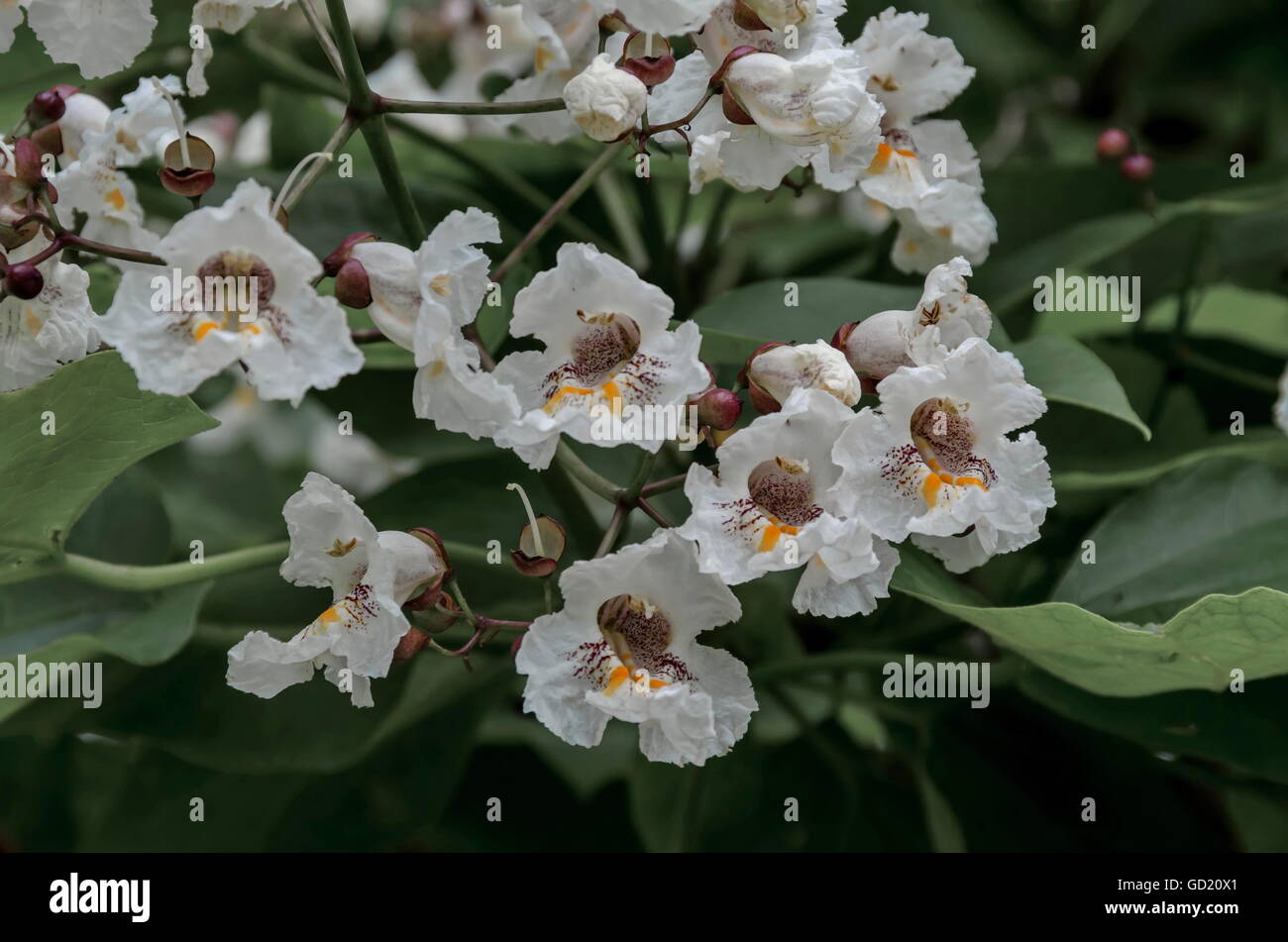 Close up of Indian Bean Tree flowers  or Catalpa bignonioides, Sofia, Bulgaria Stock Photo