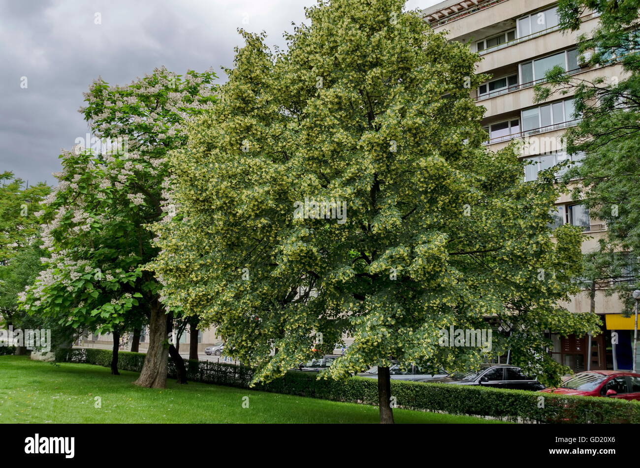 View  of lime tree and Indian Bean Tree with bud and bloom in springtime, Sofia, Bulgaria Stock Photo