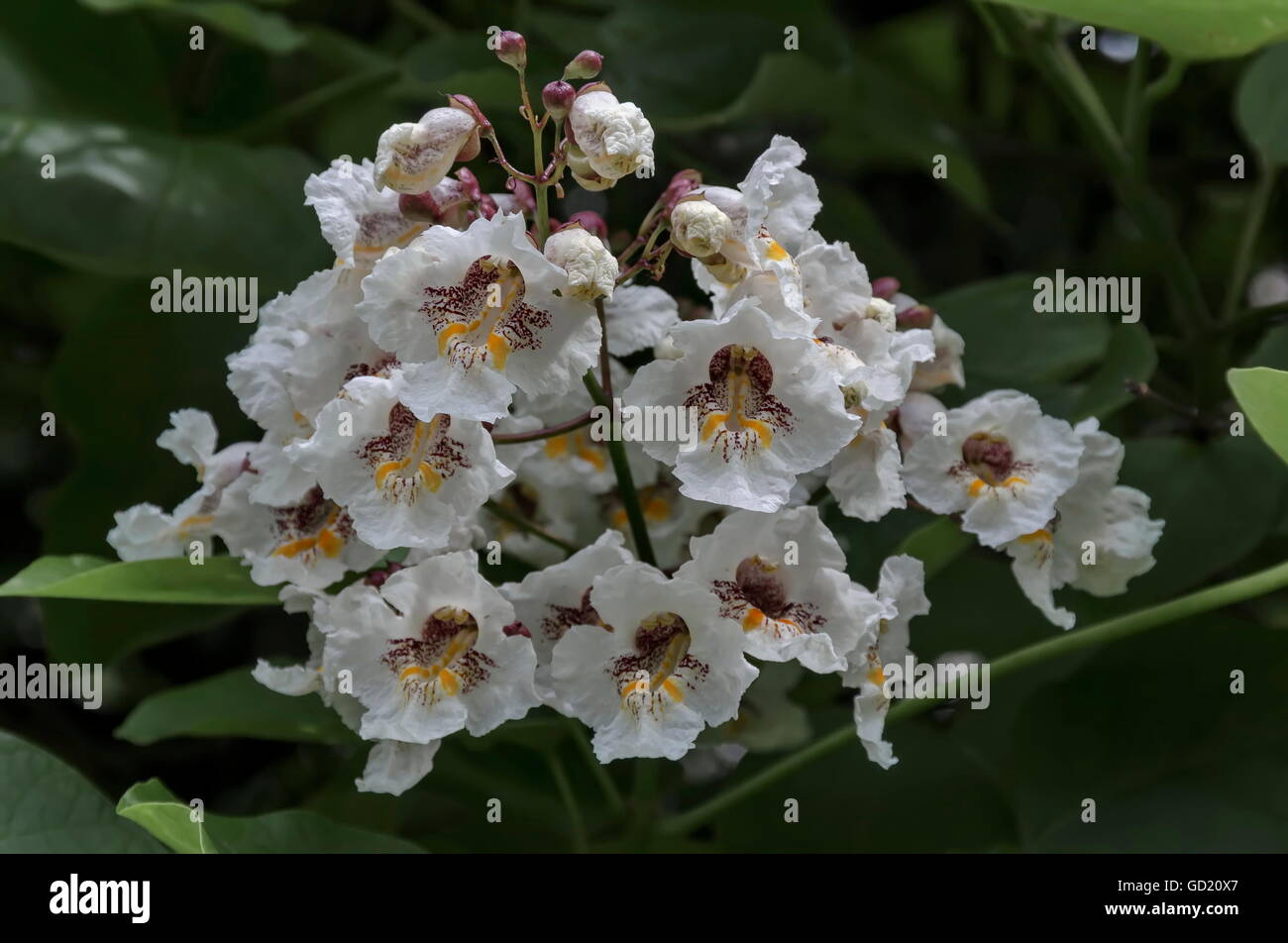 Close up of Indian Bean Tree flowers  or Catalpa bignonioides, Sofia, Bulgaria Stock Photo