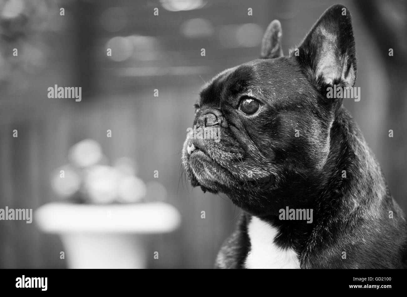 French Bulldog, also known as a 'Frenchie' Stock Photo - Alamy