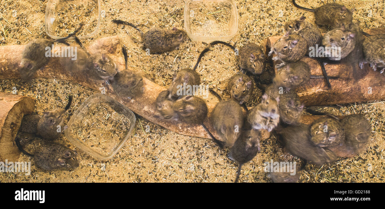Rats on wood in cell. Many rats Stock Photo